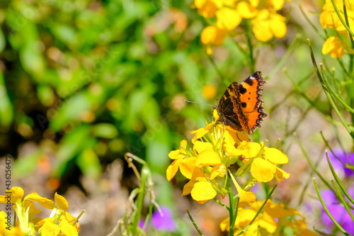 Gros plan insecte dans la nature