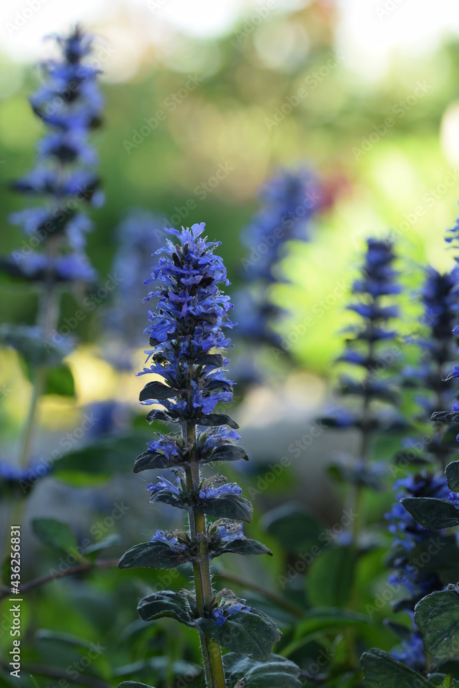 Obraz premium Bugleweed blooming in spring garden, garden view with blue flowers.
