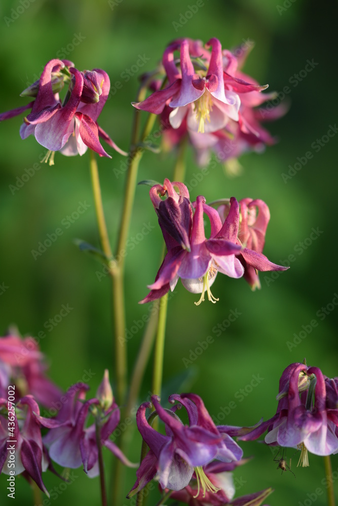 Aquilegia beautiful flowers in garden greens. Aquilegia beautiful flowers in garden greens.