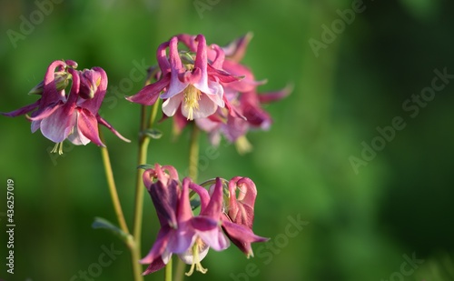 Aquilegia red-pink flowers, bokeh background, space for text.