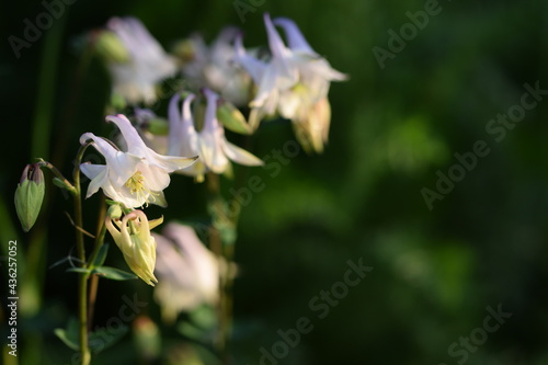 Aquilegia pastel flowers on green garden background. Floral background with space for text.
