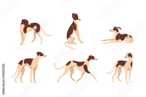 Whippet. Cute dog character in various poses. Vector illustration in cartoon style for poster, postcard.