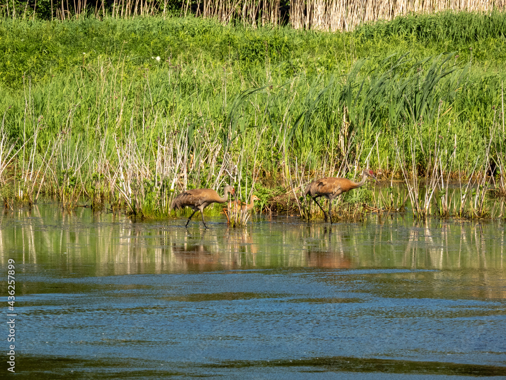 Sandhill Crane family at Montezuma Wildlife Refuge Sandhill Crane family at Montezuma Wildlife Refuge