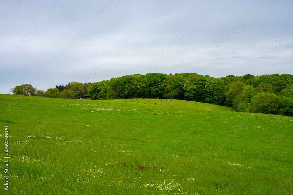 grass and cows