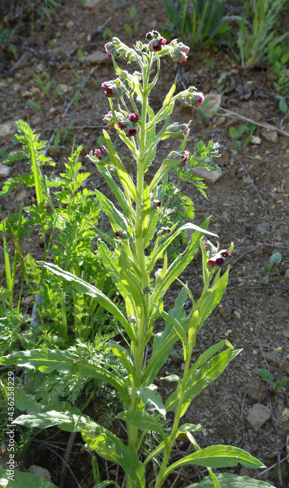 Obraz premium Cynoglossum officinale blooms in nature