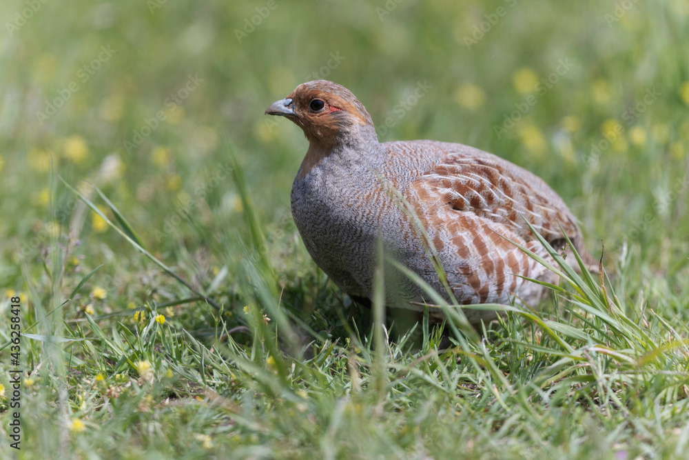 Perdirx grise Perdix perdix en prise rapprochée Perdirx grise Perdix perdix en prise rapprochée