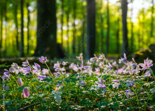 Fototapeta Naklejka Na Ścianę i Meble -  spring flowers in the forest
