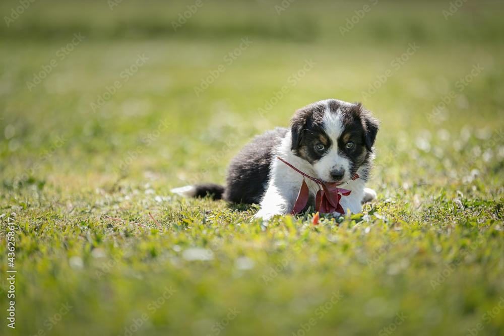 Australian shepherd puppy in the grass