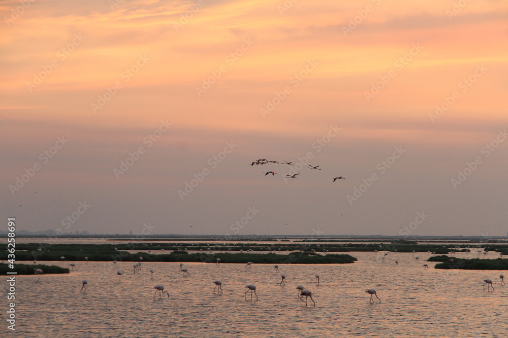 sunset and flamingos