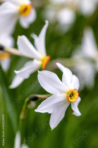 narciso bianco, spettacolare fiore alpino profumatissimo