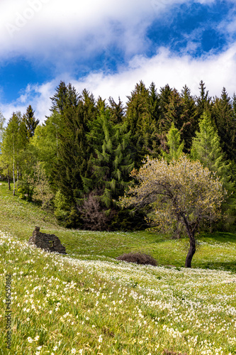 vegetazione alpina con prati fioriti di narcisi