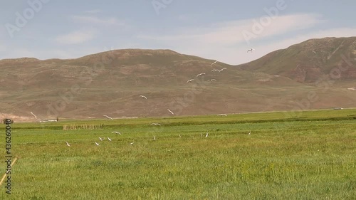 Wallpaper Mural Countryside landscape in Erzurum, Turkey. There are some egrets that have found a shelter in this environment.
Egrets: a heron with mainly white plumage
Explore the world's beauty and wildlife, field Torontodigital.ca