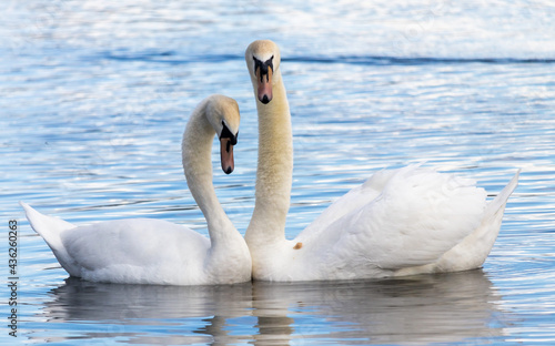 Swans at the Yeadon Tarn, Leeds.