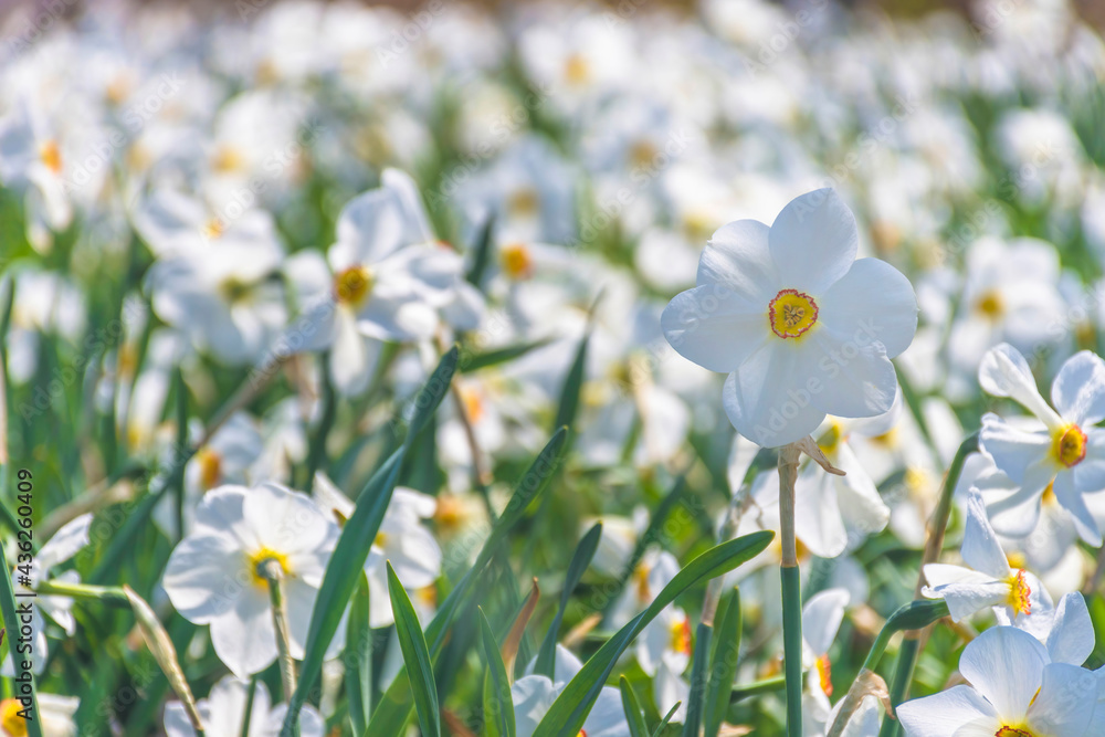 Beautiful delicate narcissus flowers, white daffodils in the park or garden in sunny spring day. Selective focus Beautiful delicate narcissus flowers, white daffodils in the park or garden in sunny spring day. Selective focus