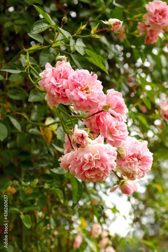 Pink Roses Growing on Bush