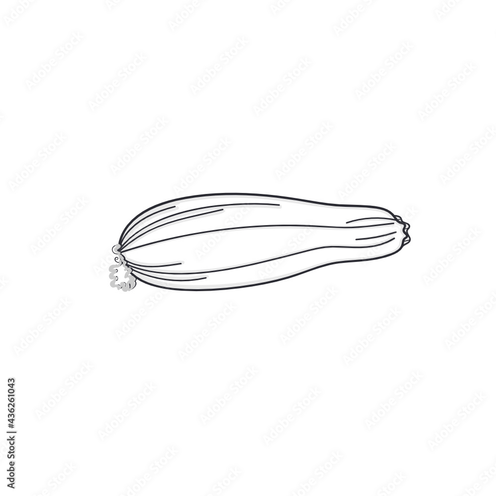 zucchini line drawn vector illustration zucchini line drawn vector illustration