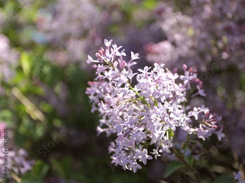 Shown close-up of a bud of lilac flowers on a background of greenery