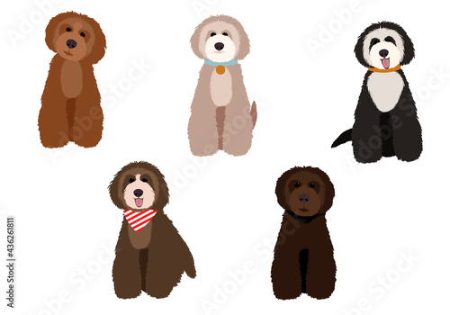 Maltipoo and poodle cartoon dogs set illustration.