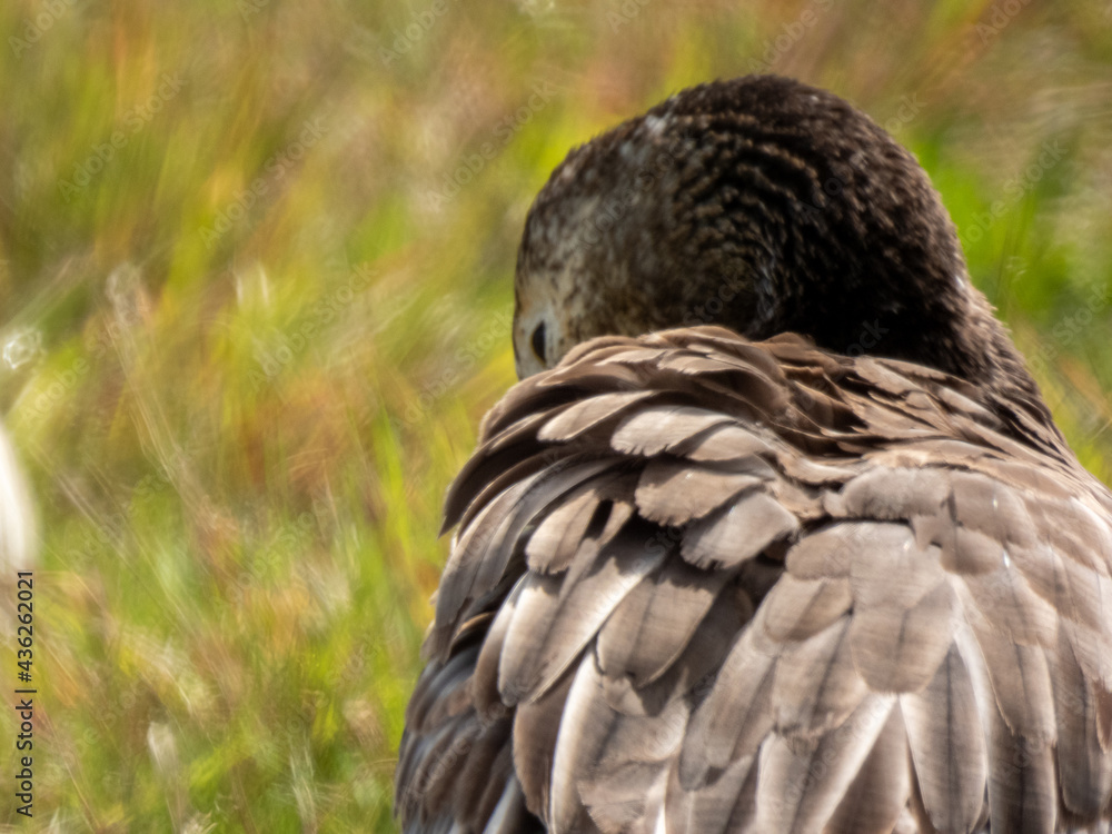 Obraz premium Snow Goose pictured at Montezuma National Wildlife Refuge