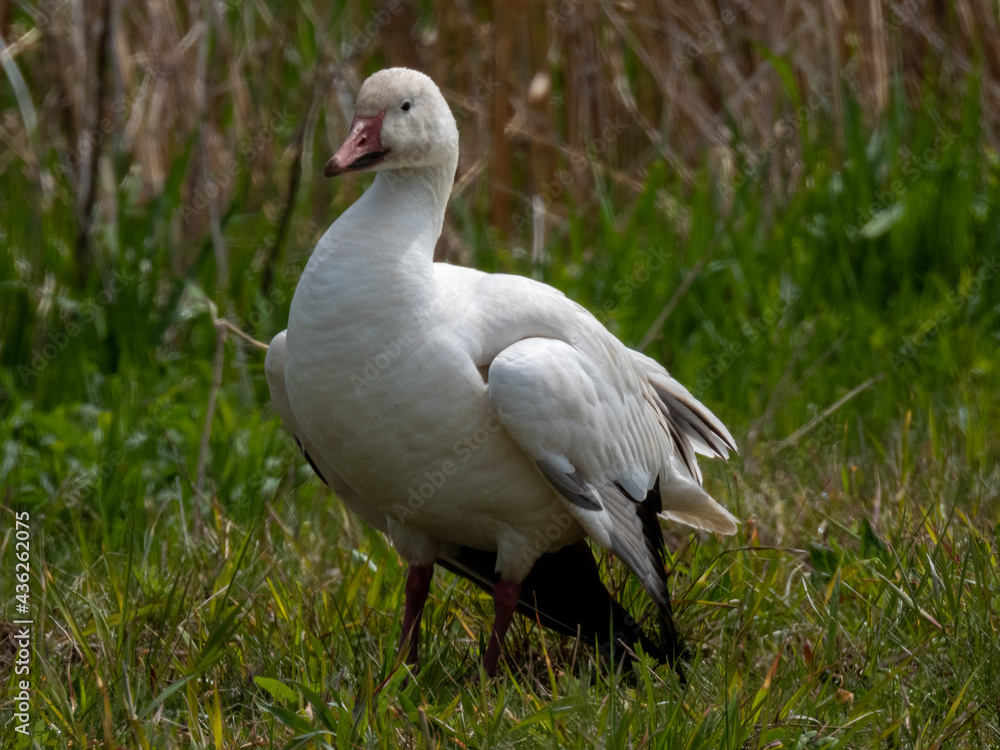 Snow Goose pictured at Montezuma National Wildlife Refuge Snow Goose pictured at Montezuma National Wildlife Refuge