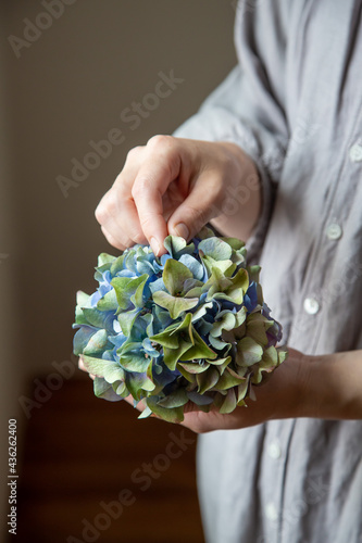紫陽花