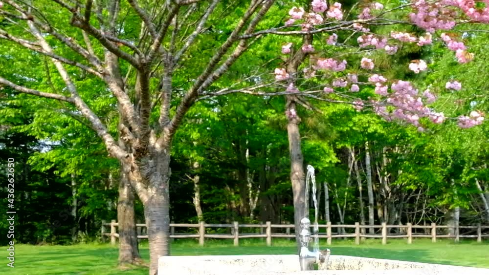 サクラサク公園の中の水場の蛇口からほとばしり出る水 サクラサク公園の中の水場の蛇口からほとばしり出る水
