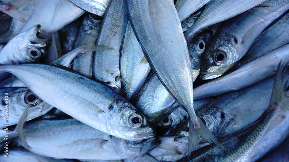 Obraz premium fresh fish on the market close up