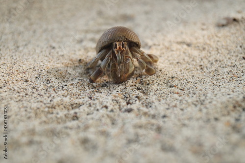 Happy tropical hermit-crab comes to say hi. Beach, animal, tropical animal, sand, vacation.