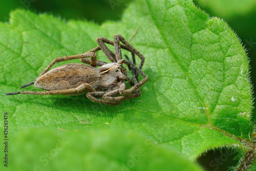 Nursery web spider, pisaura mirabelis, on a green leaf photo