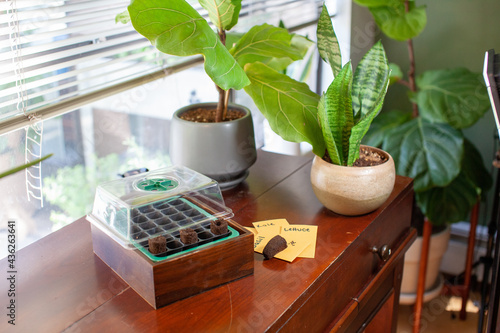 A small seed starting germination kit sits on a desk by a window in an apartment. Peat moss plugs and seeds sit beside it. Behind is a fiddleleaf fig and a snake plant as houseplants. photo