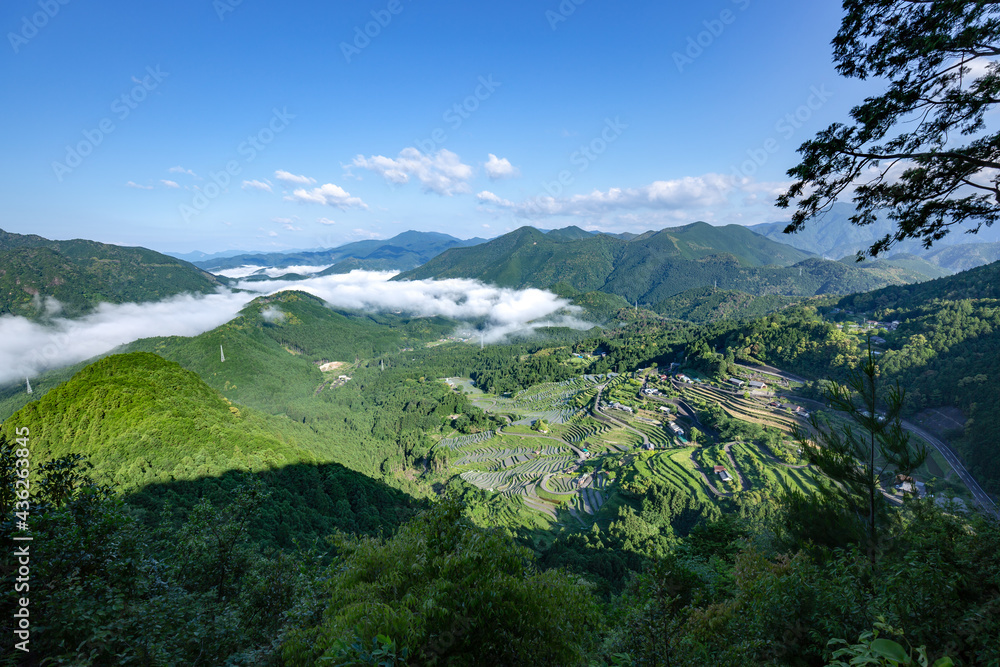 Obraz premium 初夏の丸山千枚田