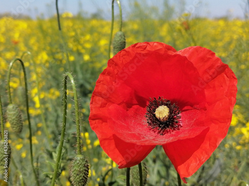 Closeup of stem with needles and red flower of common poppy - Papaver rhoeas,  in the  field of the yellow flowers of  rapeseed -  Brassica napus.