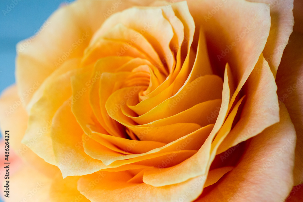 Closeup of a rose Closeup of a rose