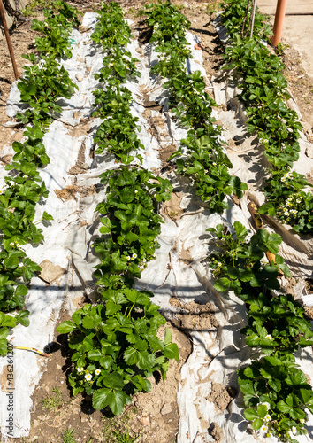 Rows of strawberry bushes in the garden, which are surrounded by raffia materials to protect the strawberry fruits from growing directly on the ground