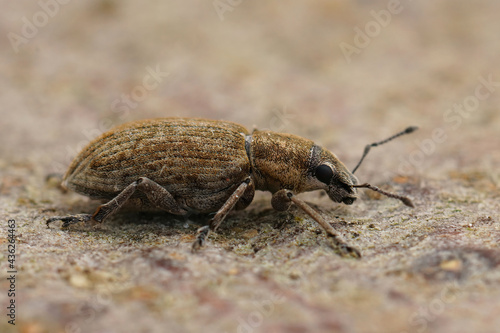 Closeup shot of a beat leaf weevil, tanymecus palliatus photo