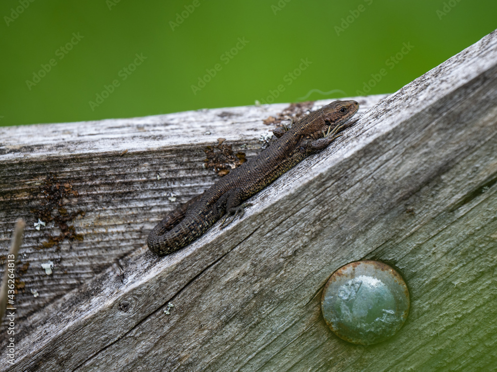 Common Lizard on a Wooden Fence