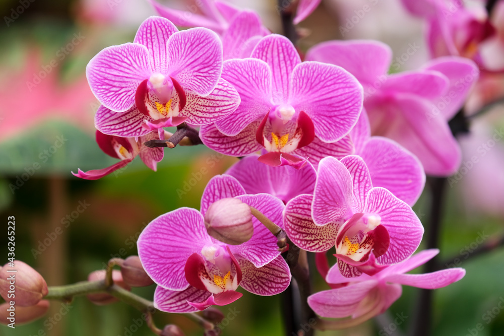Blooming phalaenopsis orchid in a greenhouse - obrazy, fototapety, plakaty 