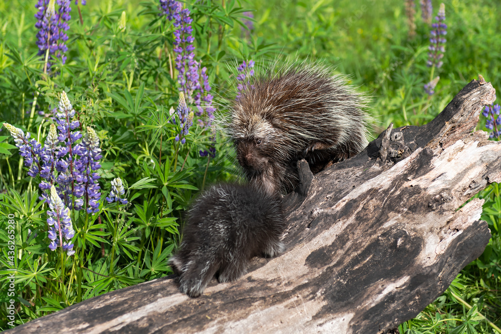Naklejka premium Porcupine (Erethizon dorsatum) and Porcupette Walk Towards Each Other on Log Summer