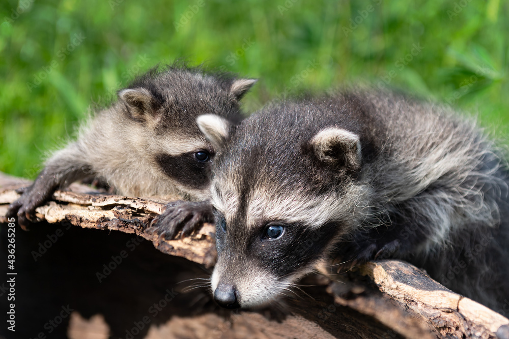 Raccoons (Procyon lotor) Together on Log Summer Raccoons (Procyon lotor) Together on Log Summer