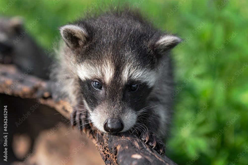 Raccoon (Procyon lotor) Climbs Along Log Summer Raccoon (Procyon lotor) Climbs Along Log Summer