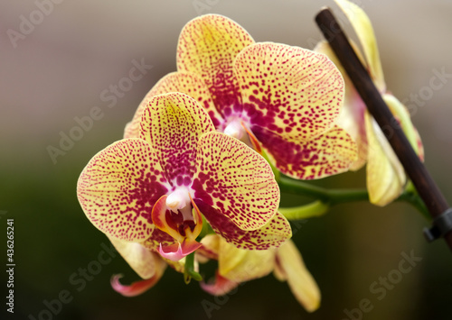 Blooming phalaenopsis orchid in a greenhouse
