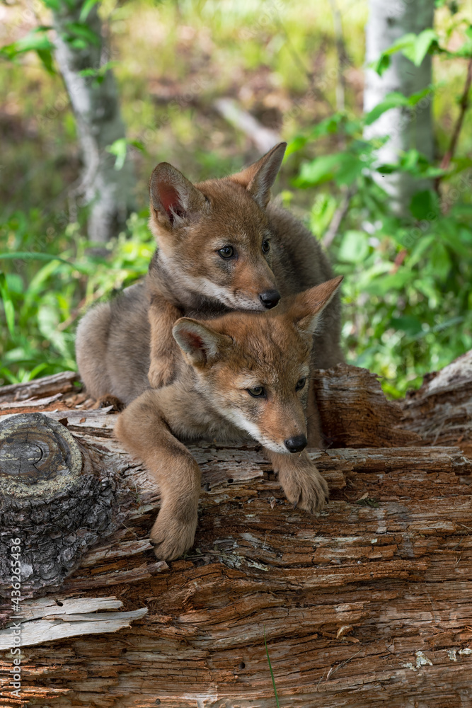 Fototapeta premium Coyote Pups (Canis latrans) Stack Heads While Sitting on Log Summer