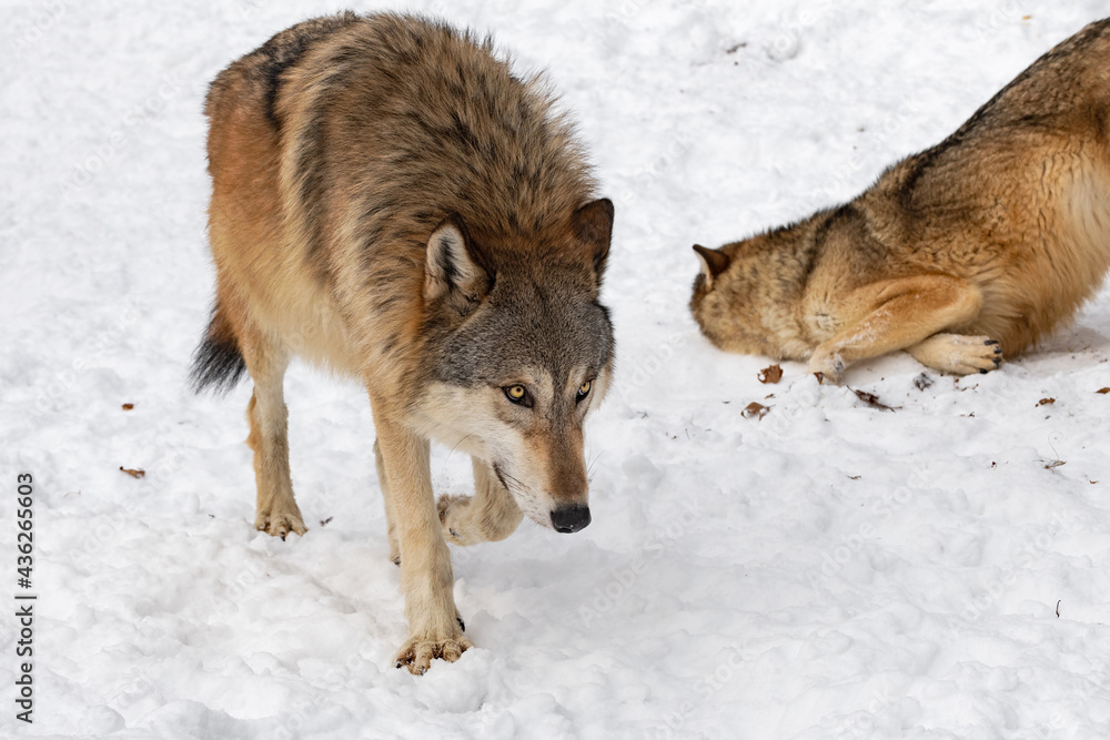 Grey Wolf (Canis lupus) Walks Past Packmate Rolling in Snow Winter Grey Wolf (Canis lupus) Walks Past Packmate Rolling in Snow Winter