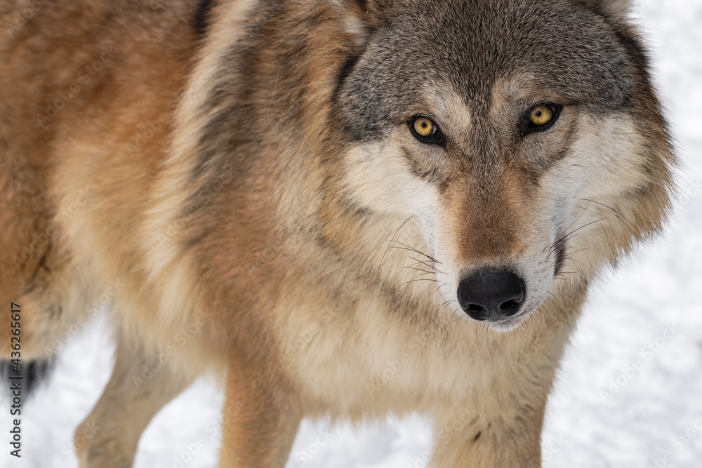 Grey Wolf (Canis lupus) Walks Up Close Winter Grey Wolf (Canis lupus) Walks Up Close Winter