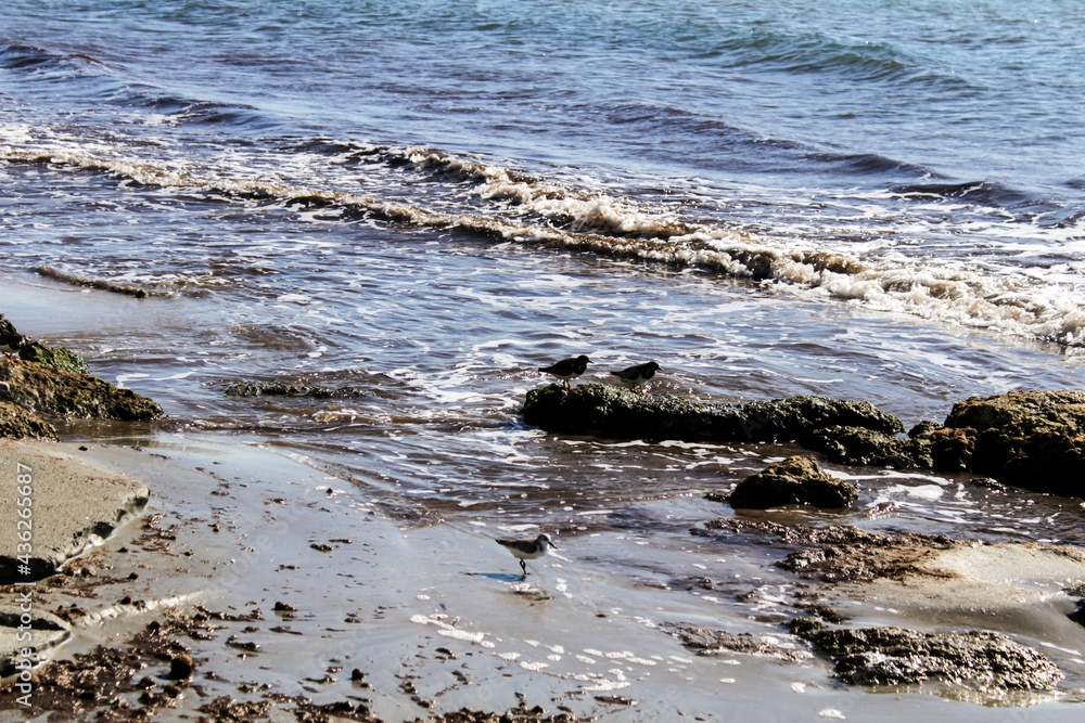 Birds on the shore in the morning Birds on the shore in the morning