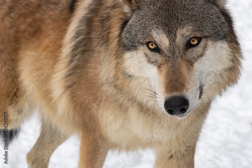 Grey Wolf  Canis lupus  Walks Up Close Winter