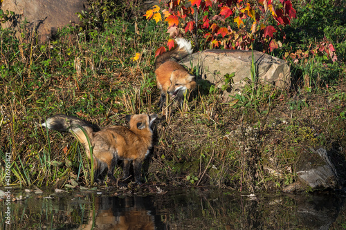 Fototapeta Naklejka Na Ścianę i Meble -  Two Red Fox (Vulpes vulpes) Interact Along Shoreline Autumn