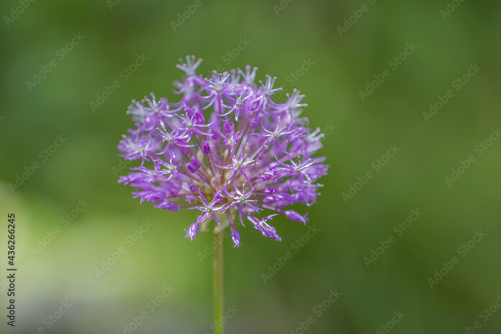 Purple flower of the perennial herbaceous plant Allium Wallichii from the family Alliaceae Purple flower of the perennial herbaceous plant Allium Wallichii from the family Alliaceae