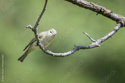 Warbling Vireo Vireo gilvus Close-Up Perched on a Branch photo