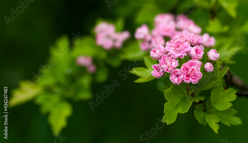 Pink flowers on the tree